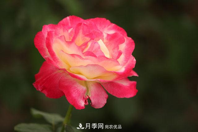 月季遇到诗词，一起来赏析(图1)