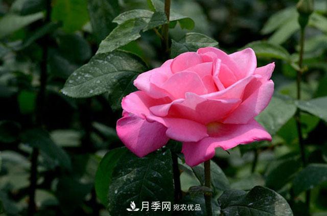 月季遇到诗词，一起来赏析(图2)