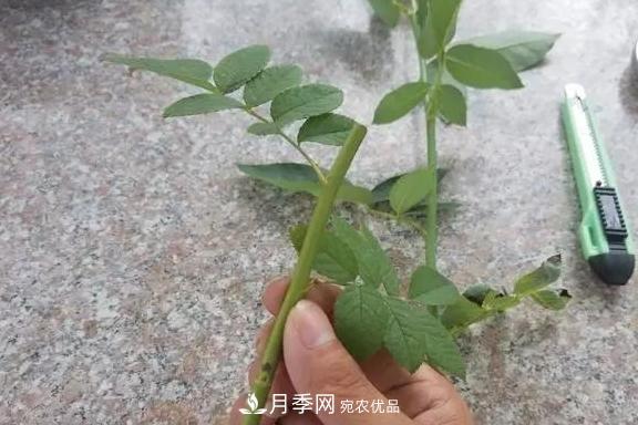 青岛路边用月季美化，开的月季花比拳头大，原来是月季嫁接的蔷薇(图4)