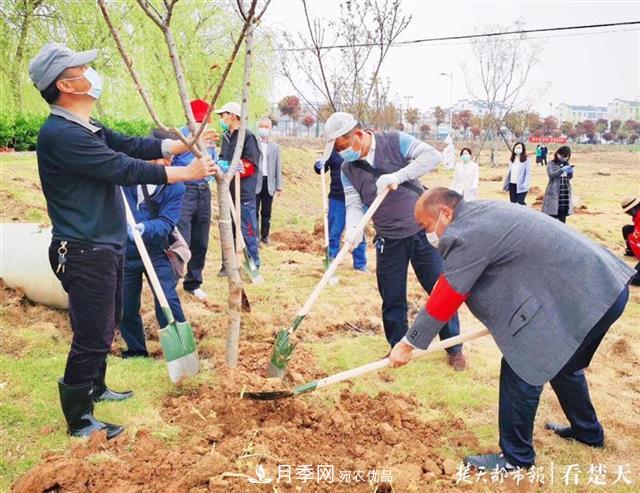 2019年武汉绿化成绩单：建成303公里绿道，新栽月季100万株……(图3)