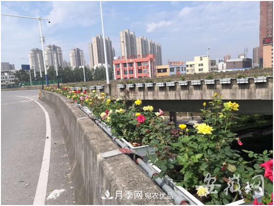 安徽合肥郎溪路高架桥垂直绿化工程完工 变身“月季高架”(图2)