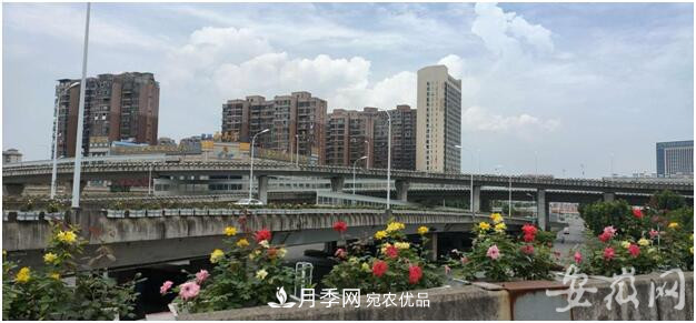 安徽合肥郎溪路高架桥垂直绿化工程完工 变身“月季高架”(图1)