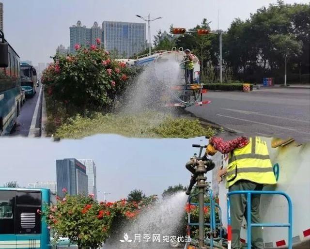 山东济南历城区唐冶西路的树状月季花海“美如艳”(图3)
