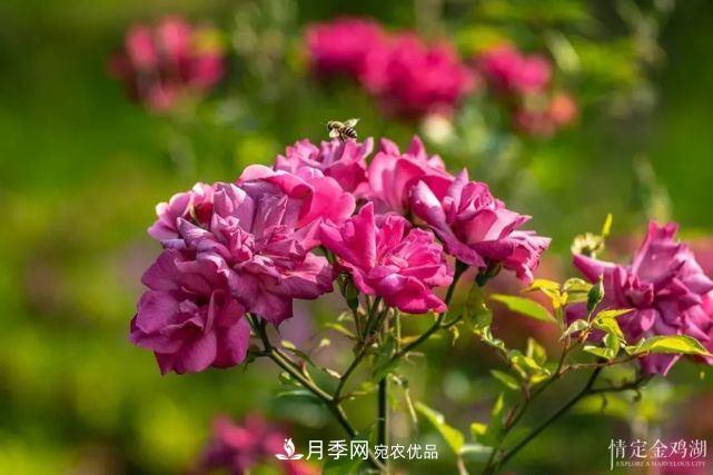 苏洲金鸡湖畔！大美月季花海！(图3)