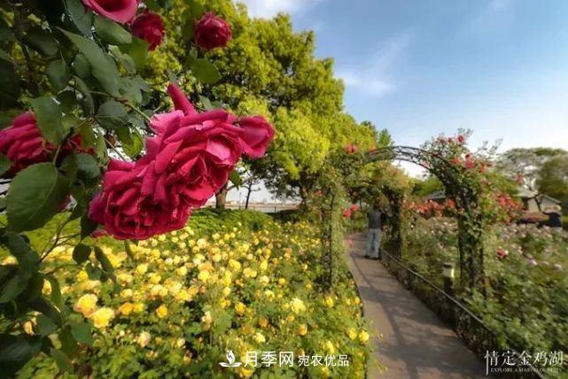 苏洲金鸡湖畔！大美月季花海！(图6)