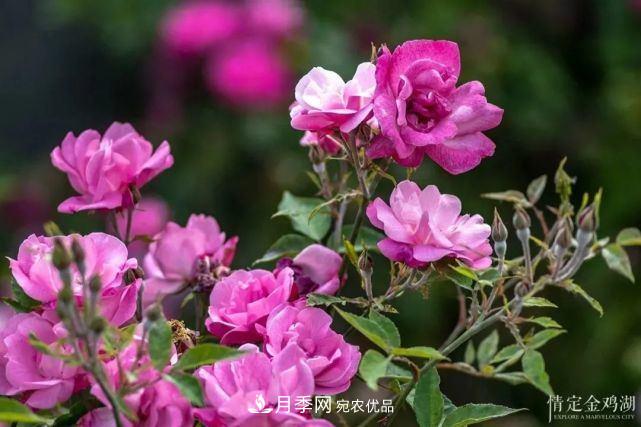 苏洲金鸡湖畔！大美月季花海！(图9)