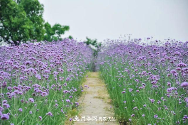 苏洲金鸡湖畔！大美月季花海！(图13)