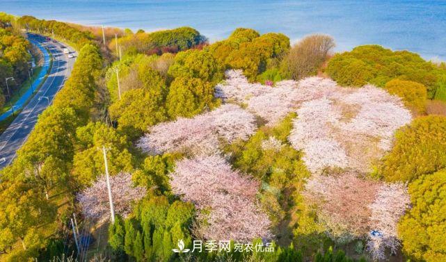苏洲金鸡湖畔！大美月季花海！(图19)