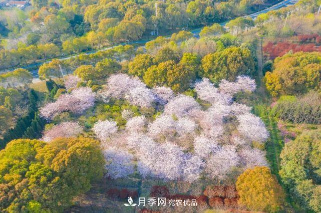 苏洲金鸡湖畔！大美月季花海！(图20)