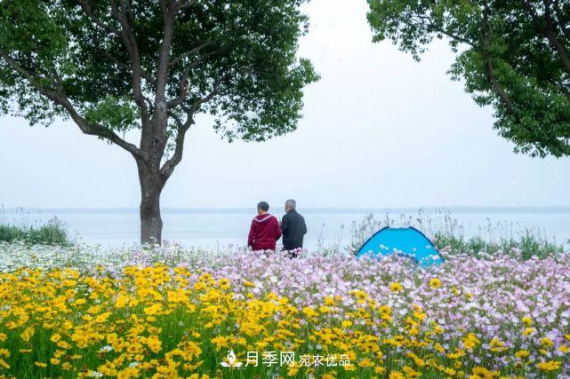 苏洲金鸡湖畔！大美月季花海！(图23)