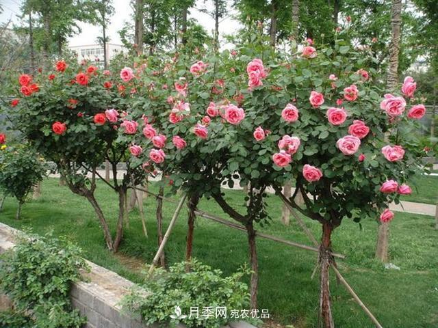 新品“月季树”为北京市花添色彩，居然引种自南阳内乡(图2)