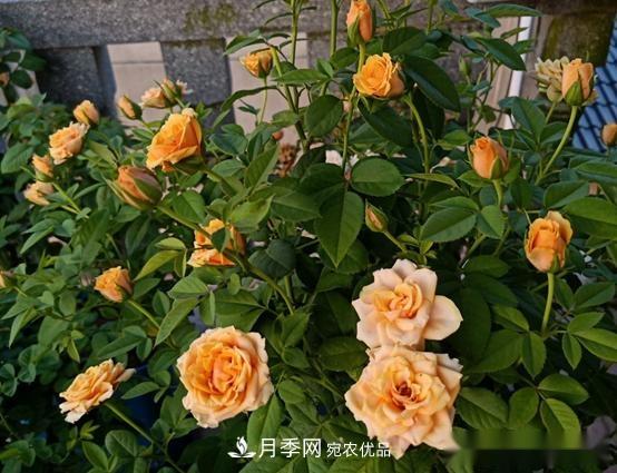 月季达人分享2个养护小技巧，新人入月季坑轻松学(图3)
