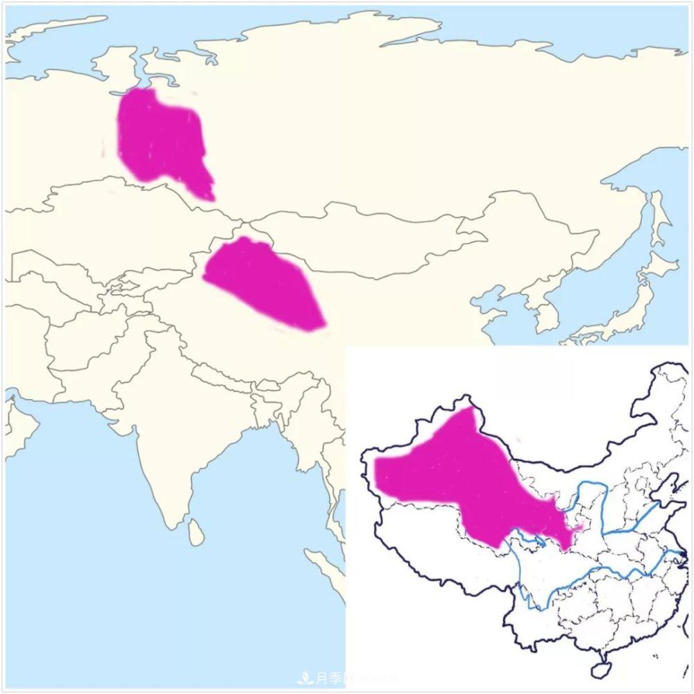 月季的前世今生 | 假如中国月季没有传入欧洲(图22)