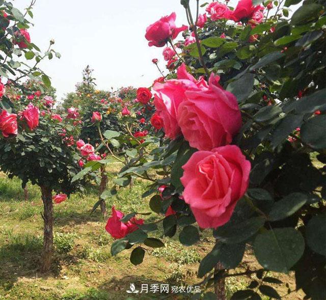 南阳树状月季***新批发价格！风靡高端市场的月季树好在呢？(图1)