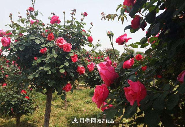 南阳树状月季***新批发价格！风靡高端市场的月季树好在呢？(图2)