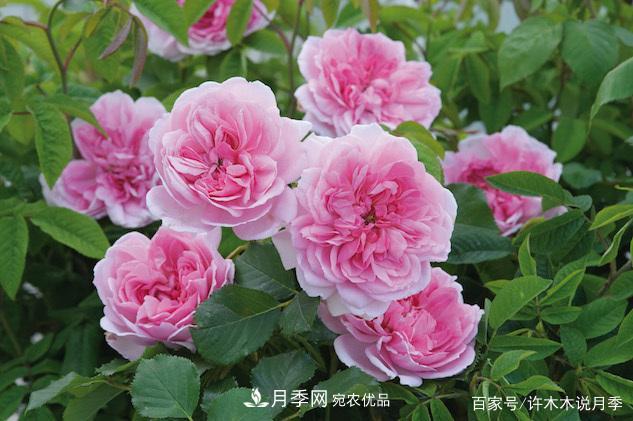 光照只有2~3小时能养月季吗?这些诀窍教你在半阴处也能养好月季(图1) 光照只有2~3小时能养月季吗?这些诀窍教你在半阴处也能养好月季(图1)