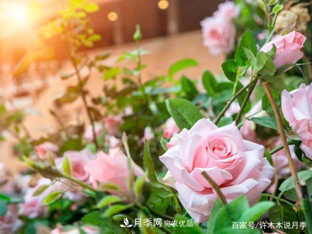 光照只有2~3小时能养月季吗?这些诀窍教你在半阴处也能养好月季(图2) 光照只有2~3小时能养月季吗?这些诀窍教你在半阴处也能养好月季(图2)
