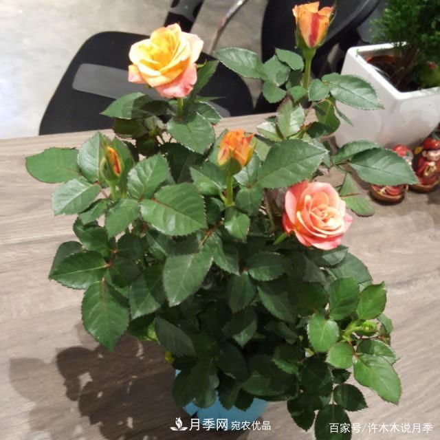 光照只有2~3小时能养月季吗?这些诀窍教你在半阴处也能养好月季(图4) 光照只有2~3小时能养月季吗?这些诀窍教你在半阴处也能养好月季(图4)