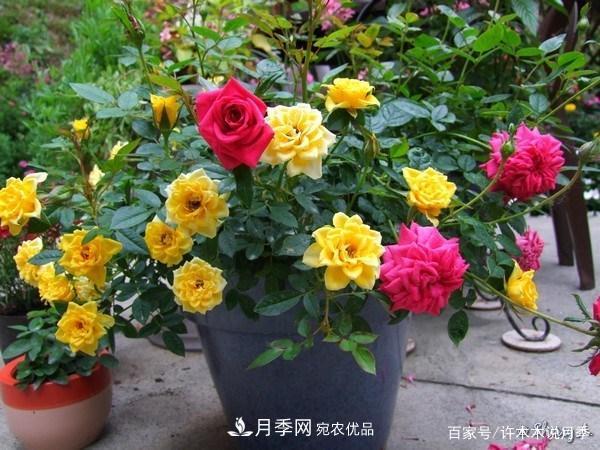 光照只有2~3小时能养月季吗?这些诀窍教你在半阴处也能养好月季(图6) 光照只有2~3小时能养月季吗?这些诀窍教你在半阴处也能养好月季(图6)