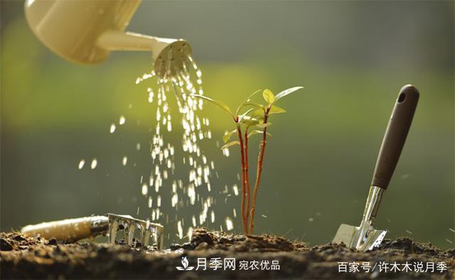 光照只有2~3小时能养月季吗?这些诀窍教你在半阴处也能养好月季(图7) 光照只有2~3小时能养月季吗?这些诀窍教你在半阴处也能养好月季(图7)