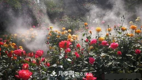 40万株月季繁花似锦，郑州月季公园邀你来(图1)