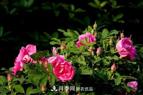 40万株月季繁花似锦，郑州月季公园邀你来(图2)