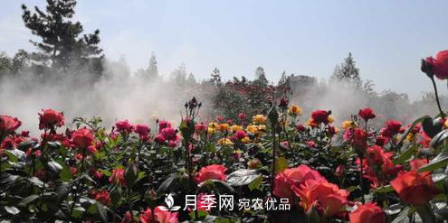 40万株月季繁花似锦，郑州月季公园邀你来(图4)