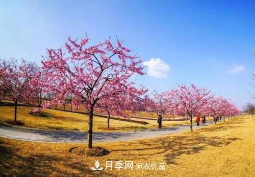 园林绿化常用观花乔木，花开五彩、绚丽夺目，每种都很有特色(图1)
