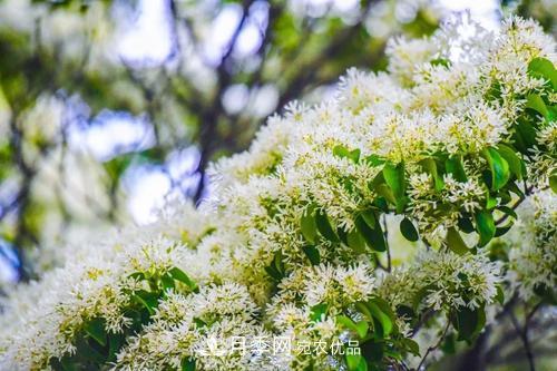 园林绿化常用观花乔木，花开五彩、绚丽夺目，每种都很有特色(图9)