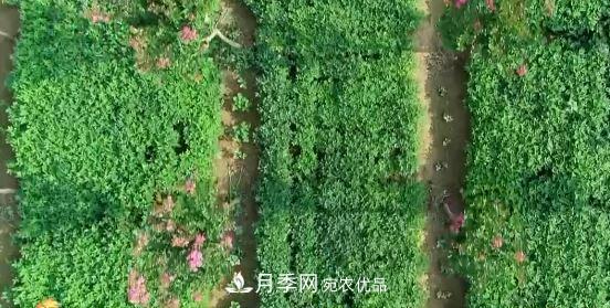 河南商丘男子种苗木，半年营业额达3000万(图10)