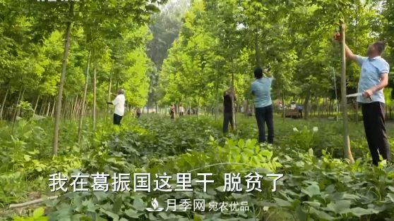 河南商丘男子种苗木，半年营业额达3000万(图15)