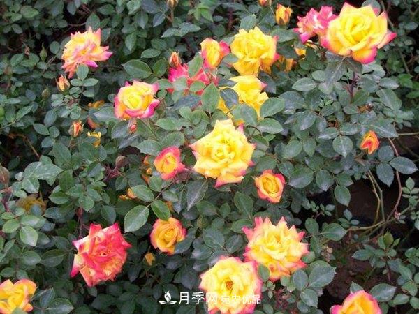 藤本月季虫灾有哪些？怎么进行防治？(图1)