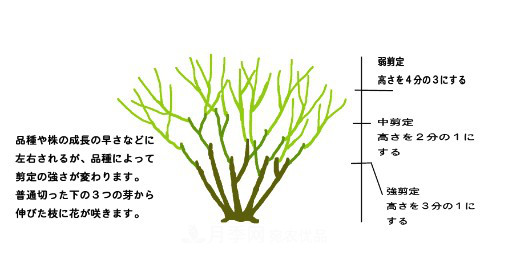 树状月季栽植及后期日常管理技术(图4)