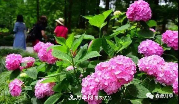 月季天冷后怎么养？月季花能开爆盆吗？具体怎么养护呢？(图2)