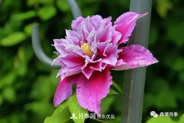 月季天冷后怎么养？月季花能开爆盆吗？具体怎么养护呢？(图3)