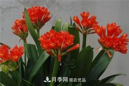 夏天乱浇水，月季多肉…浇一盆死一盆！(图5)