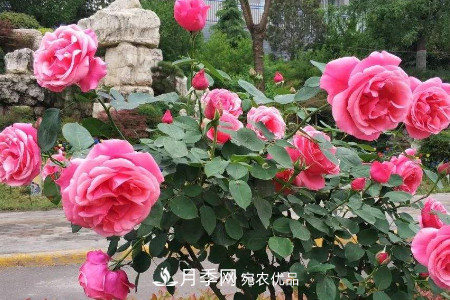 丰花月季的养殖方法和注意事项(图5)