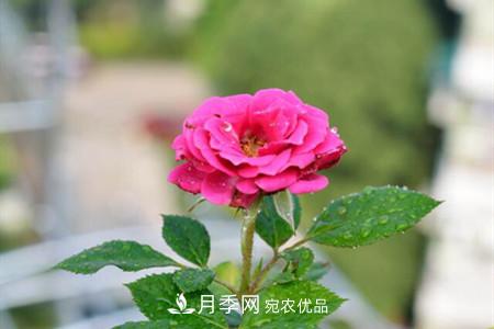 老桩月季/古桩月季移栽注意事项！(图2)