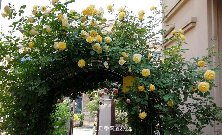 拱门造型月季浪漫穿行,花开花落岁月静好(图7) 拱门造型月季浪漫穿行,花开花落岁月静好(图7)