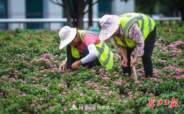 湖北武汉百万株月季“理发”，国庆节前将绽放街头(图3)