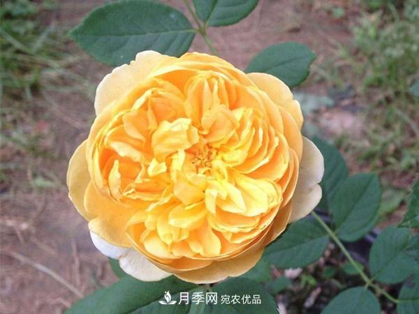 花期长的藤本月季有哪些品种？(图4)