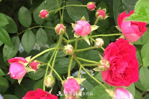 10个热门的丰花月季品种推荐(图1)