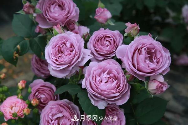 10个热门的丰花月季品种推荐(图2)