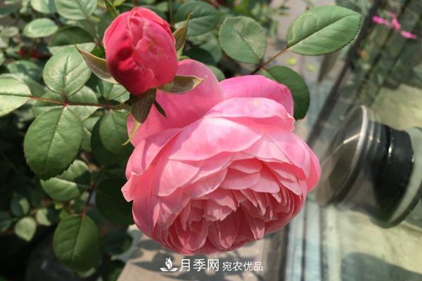 10个热门的丰花月季品种推荐(图3)