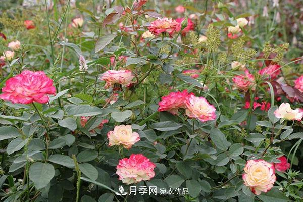 10个热门的丰花月季品种推荐(图5)