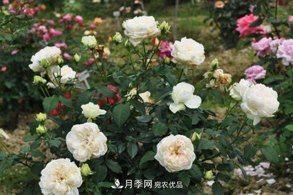 10个热门的丰花月季品种推荐(图6)