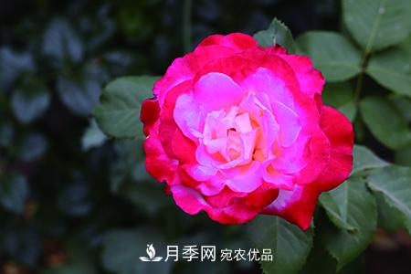 养护月季花施肥施什么肥料？(图2)