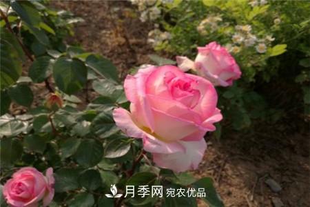 北方月季什么时候扦插(图3)