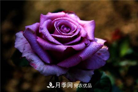 北方月季什么时候扦插(图1)