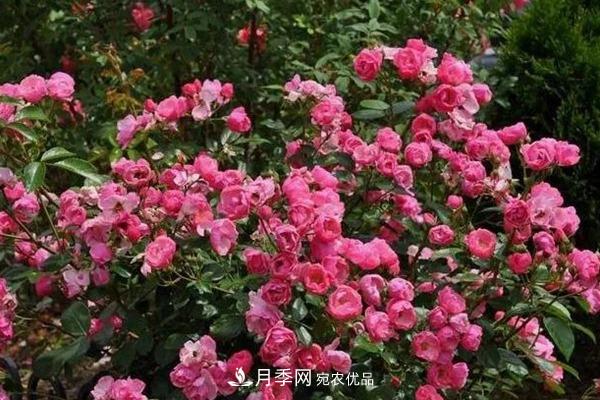 什么是丰花月季，它有什么特点？(图4)